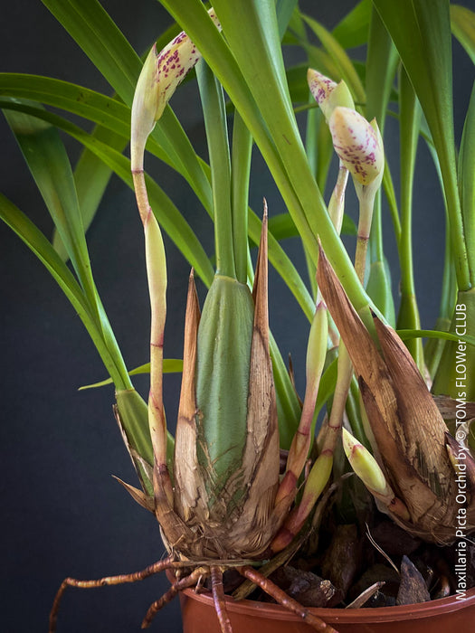 Maxillaria Picta, white yellow flowering orchid, organically grown tropical plants for sale at TOMs FLOWer CLUB.