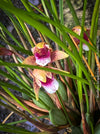 Maxillaria Sanguinea, burgundy red flowering miniature orchid, organically grown tropical plants for sale at TOMs FLOWer CLUB