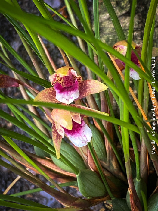 Maxillaria Sanguinea, burgundy red flowering miniature orchid, organically grown tropical plants for sale at TOMs FLOWer CLUB