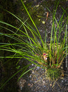 Maxillaria Sanguinea, burgundy red flowering miniature orchid, organically grown tropical plants for sale at TOMs FLOWer CLUB