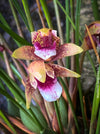 Maxillaria Sanguinea, burgundy red flowering miniature orchid, organically grown tropical plants for sale at TOMs FLOWer CLUB