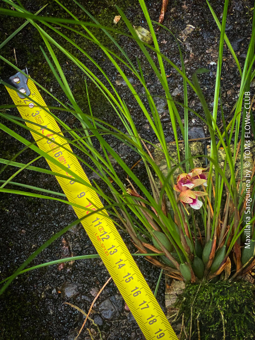 Maxillaria Sanguinea, burgundy red flowering miniature orchid, organically grown tropical plants for sale at TOMs FLOWer CLUB