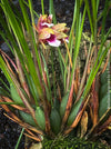 Maxillaria Sanguinea, burgundy red flowering miniature orchid, organically grown tropical plants for sale at TOMs FLOWer CLUB