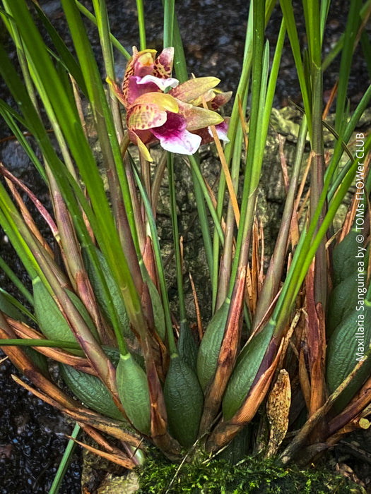 Maxillaria Sanguinea, burgundy red flowering miniature orchid, organically grown tropical plants for sale at TOMs FLOWer CLUB