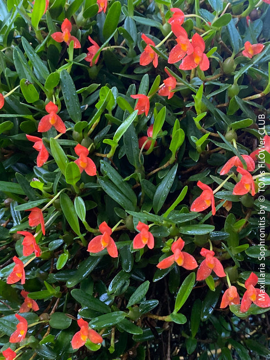 Maxillaria Sophronitis, redy flowering orchid, organically grown tropical plants for sale at TOMs FLOWer CLUB