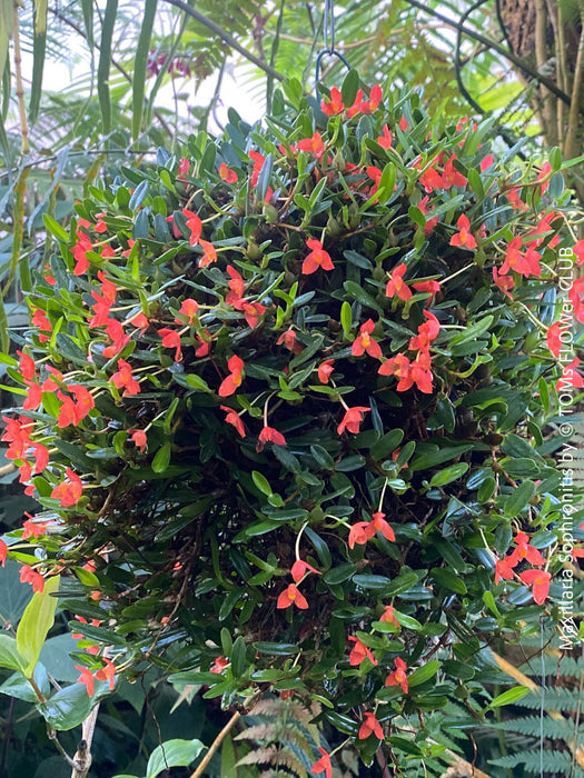 Maxillaria Sophronitis, redy flowering orchid, organically grown tropical plants for sale at TOMs FLOWer CLUB