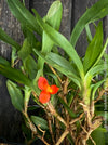 Maxillaria Sophronitis, redy flowering orchid, organically grown tropical plants for sale at TOMs FLOWer CLUB