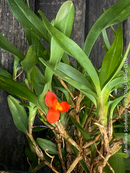 Maxillaria Sophronitis, redy flowering orchid, organically grown tropical plants for sale at TOMs FLOWer CLUB