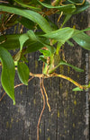 Maxillaria Sophronitis, redy flowering orchid, organically grown tropical plants for sale at TOMs FLOWer CLUB