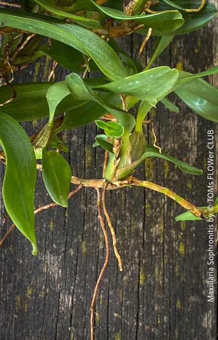 Maxillaria Sophronitis, redy flowering orchid, organically grown tropical plants for sale at TOMs FLOWer CLUB