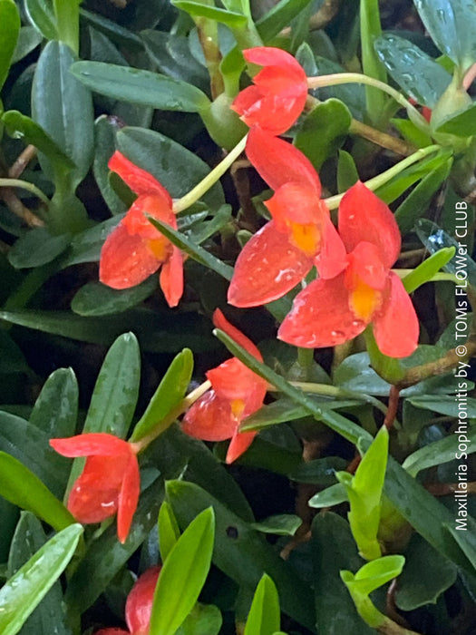 Maxillaria Sophronitis, redy flowering orchid, organically grown tropical plants for sale at TOMs FLOWer CLUB