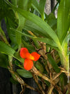 Maxillaria Sophronitis, redy flowering orchid, organically grown tropical plants for sale at TOMs FLOWer CLUB