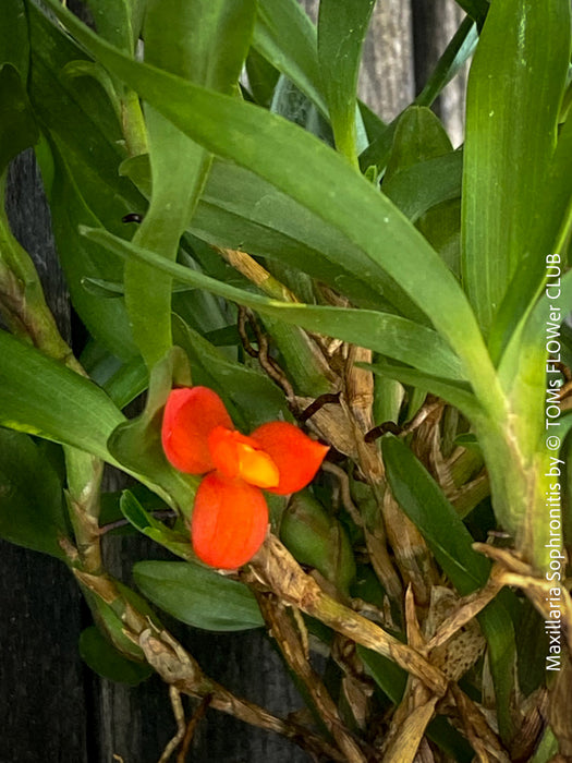 Maxillaria Sophronitis, redy flowering orchid, organically grown tropical plants for sale at TOMs FLOWer CLUB