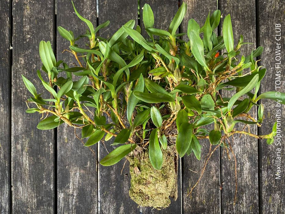 Maxillaria Sophronitis, redy flowering orchid, organically grown tropical plants for sale at TOMs FLOWer CLUB