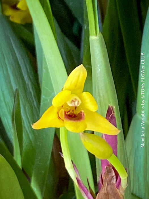 Maxillaria Variabilis, yellow flowering orchid, pink rock orchid, organically grown tropical plants for sale at TOMs FLOWer CLUB