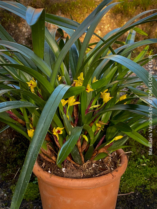 Maxillaria Variabilis, yellow flowering orchid, pink rock orchid, organically grown tropical plants for sale at TOMs FLOWer CLUB