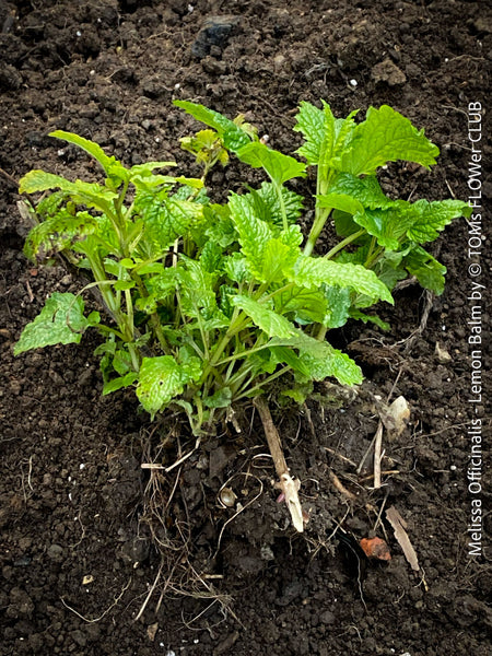 Melissa Officinalis, Lemon Balm, Zitronenmelisse, Medovka, organically grown medicinal plants for sale at TOMs FLOWer CLUB, Biopflanzen, medical plant, Heilpflanze für guten Schlaf und Beruhigung