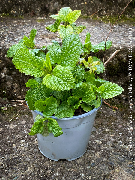 Melissa Officinalis, Lemon Balm, Zitronenmelisse, Medovka, organically grown medicinal plants for sale at TOMs FLOWer CLUB, Biopflanzen, medical plant, Heilpflanze für guten Schlaf und Beruhigung