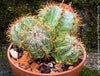 Melocactus matanzanus, organically grown succulent plants and cactus for sale at TOMs FLOWer CLUB.