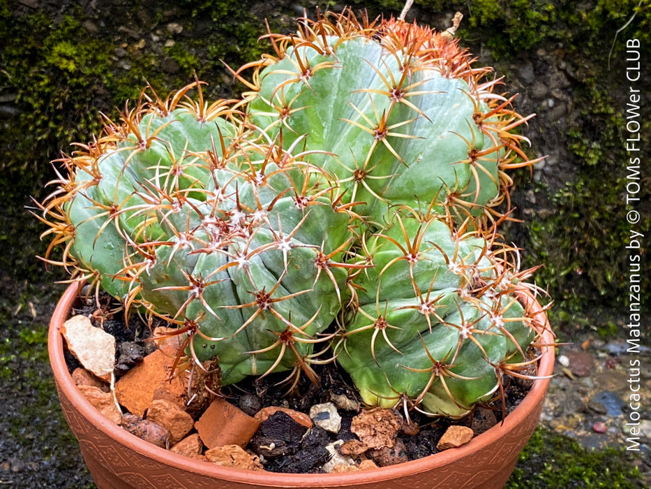 Melocactus matanzanus, organically grown succulent plants and cactus for sale at TOMs FLOWer CLUB.