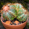 Melocactus matanzanus, organically grown succulent plants and cactus for sale at TOMs FLOWer CLUB.