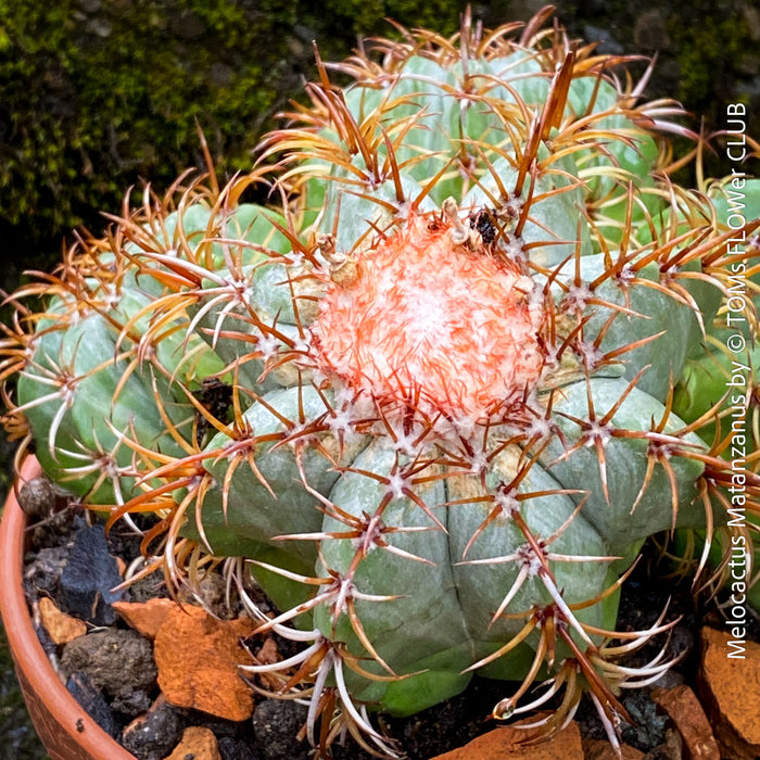 Melocactus matanzanus, organically grown succulent plants and cactus for sale at TOMs FLOWer CLUB.