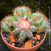 Melocactus matanzanus, organically grown succulent plants and cactus for sale at TOMs FLOWer CLUB.
