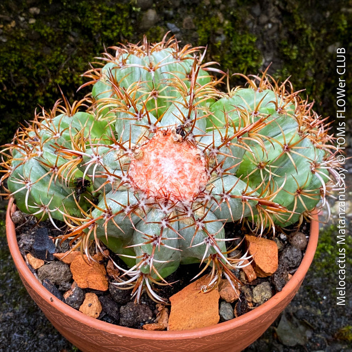 Melocactus matanzanus, organically grown succulent plants and cactus for sale at TOMs FLOWer CLUB.