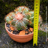 Melocactus matanzanus, organically grown succulent plants and cactus for sale at TOMs FLOWer CLUB.