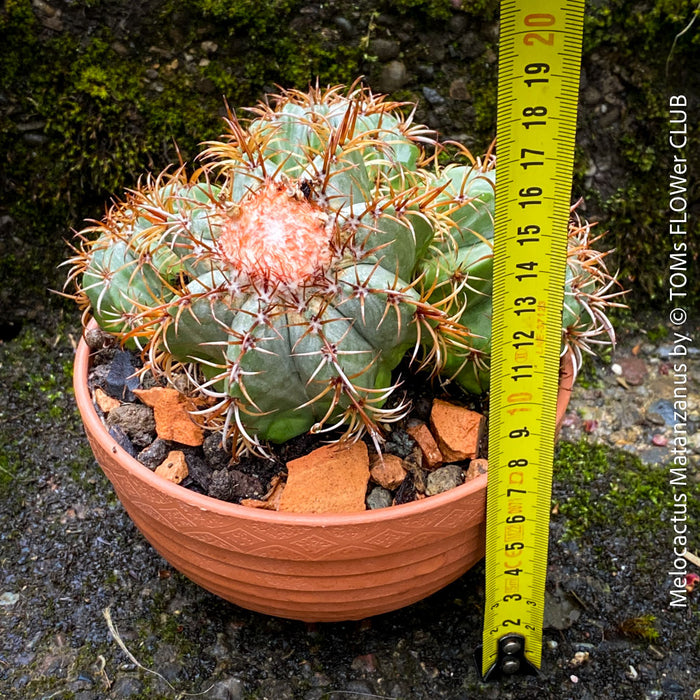 Melocactus matanzanus, organically grown succulent plants and cactus for sale at TOMs FLOWer CLUB.