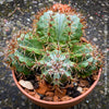 Melocactus matanzanus, organically grown succulent plants and cactus for sale at TOMs FLOWer CLUB.