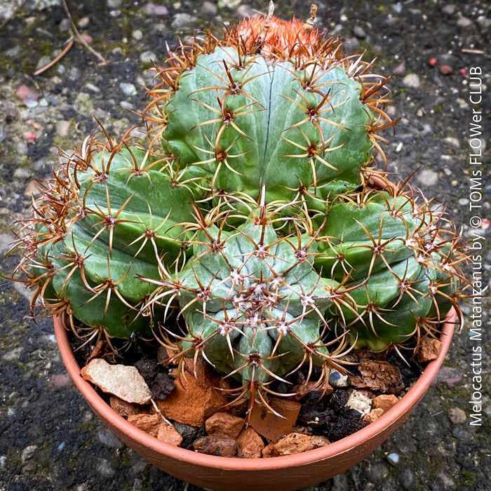 Melocactus matanzanus, organically grown succulent plants and cactus for sale at TOMs FLOWer CLUB.
