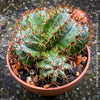 Melocactus matanzanus, organically grown succulent plants and cactus for sale at TOMs FLOWer CLUB.
