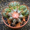 Melocactus matanzanus, organically grown succulent plants and cactus for sale at TOMs FLOWer CLUB.