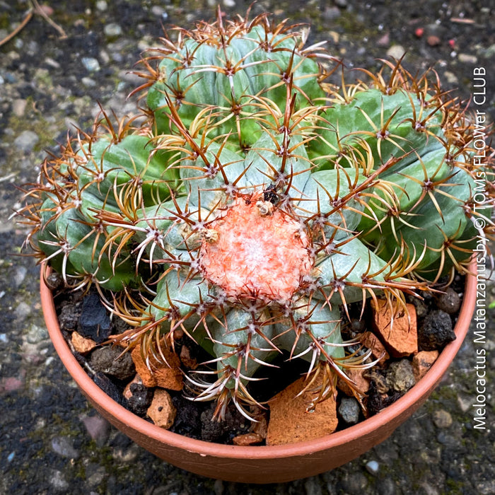 Melocactus matanzanus, organically grown succulent plants and cactus for sale at TOMs FLOWer CLUB.