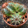 Melocactus matanzanus, organically grown succulent plants and cactus for sale at TOMs FLOWer CLUB.