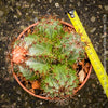 Melocactus matanzanus, organically grown succulent plants and cactus for sale at TOMs FLOWer CLUB.
