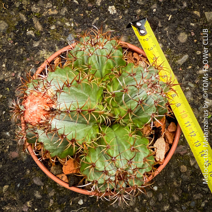 Melocactus matanzanus, organically grown succulent plants and cactus for sale at TOMs FLOWer CLUB.