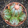Melocactus matanzanus, organically grown succulent plants and cactus for sale at TOMs FLOWer CLUB.