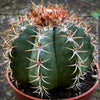 Melocactus matanzanus, organically grown succulent plants and cactus for sale at TOMs FLOWer CLUB.