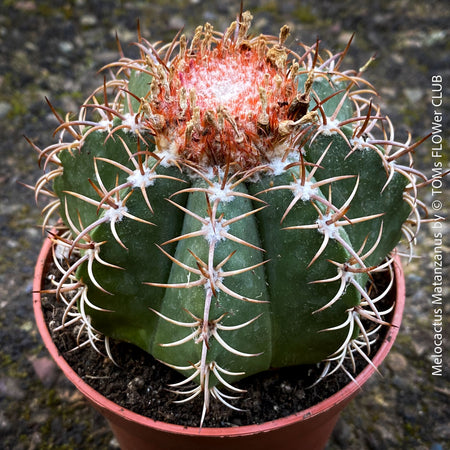 Melocactus matanzanus, organically grown succulent plants and cactus for sale at TOMs FLOWer CLUB.