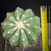 Melocactus maxonii ‘Inermis’ showing its characteristic ribbed body