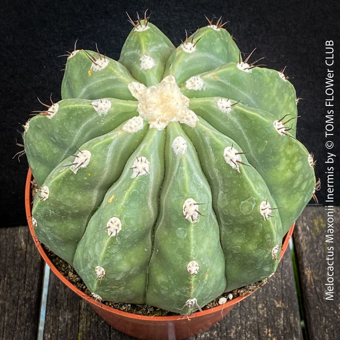 Melocactus maxonii ‘Inermis’ spineless cactus at TOMs FLOWer CLUB