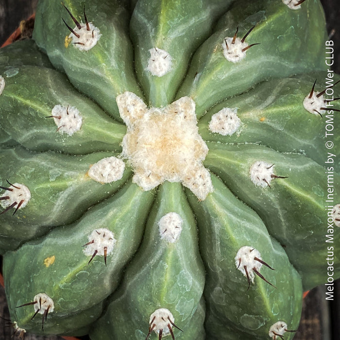 Close-up of the spineless body of Melocactus maxonii ‘Inermis’