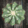 Melocactus maxonii ‘Inermis’ collector cactus with compact growth