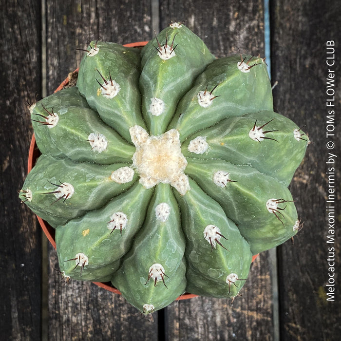 Melocactus maxonii ‘Inermis’ collector cactus with compact growth