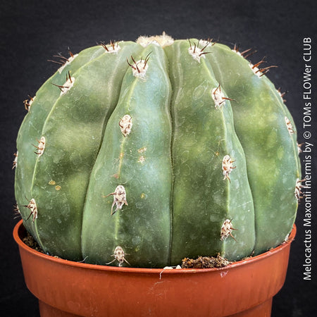 Melocactus maxonii ‘Inermis’ with smooth green ribbed cactus body