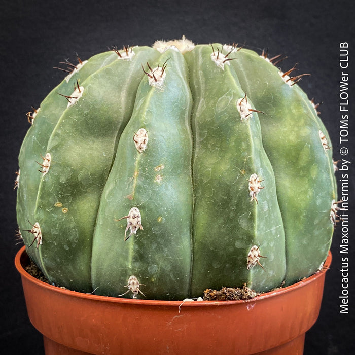 Melocactus maxonii ‘Inermis’ with smooth green ribbed cactus body