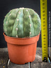 Spineless Melocactus maxonii ‘Inermis’ cultivated as a collector cactus