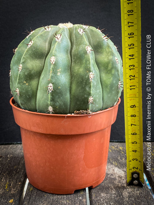 Spineless Melocactus maxonii ‘Inermis’ cultivated as a collector cactus